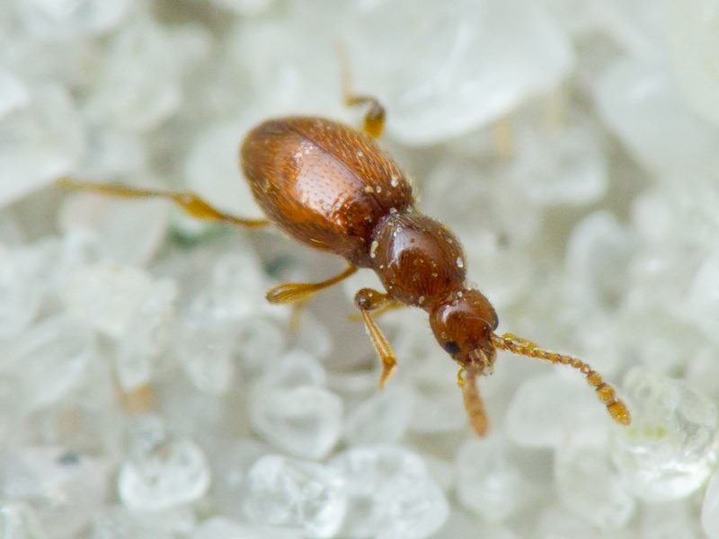 Scydmaenidae Leach, 1815